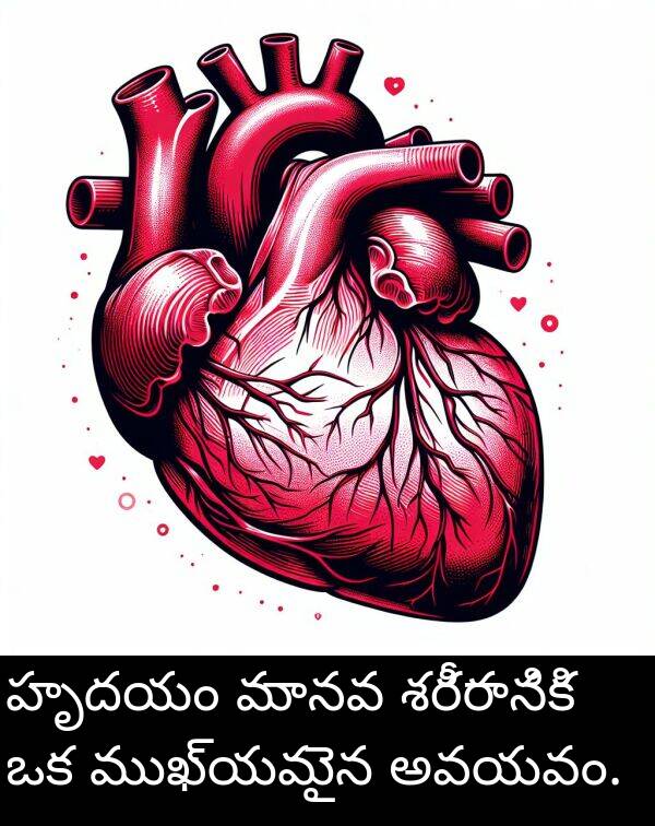 శరీరానికి: హృదయం మానవ శరీరానికి ఒక ముఖ్యమైన అవయవం.