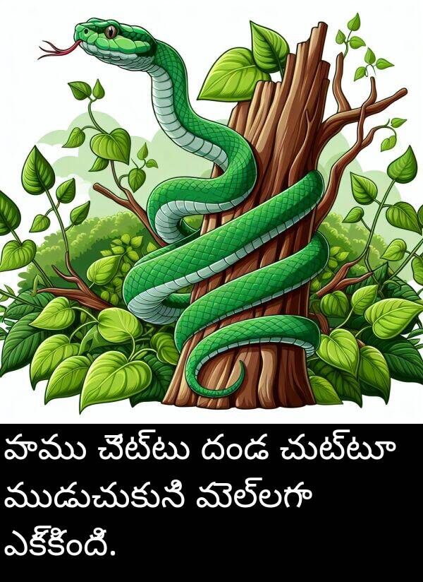 ఎక్కింది: పాము చెట్టు దండ చుట్టూ ముడుచుకుని మెల్లగా ఎక్కింది.