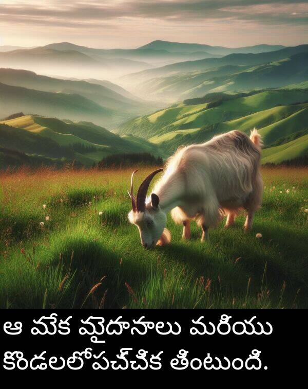 తింటుంది: ఆ మేక మైదానాలు మరియు కొండలలో పచ్చిక తింటుంది.