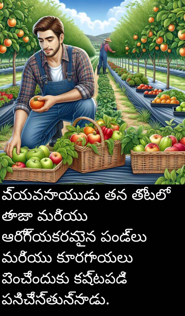 తాజా: వ్యవసాయుడు తన తోటలో తాజా మరియు ఆరోగ్యకరమైన పండ్లు మరియు కూరగాయలు పెంచేందుకు కష్టపడి పనిచేస్తున్నాడు.