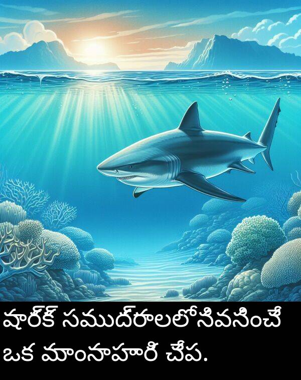మాంసాహారి: షార్క్ సముద్రాలలో నివసించే ఒక మాంసాహారి చేప.