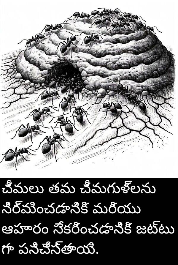 చీమగుళ్లను: చీమలు తమ చీమగుళ్లను నిర్మించడానికి మరియు ఆహారం సేకరించడానికి జట్టు గా పనిచేస్తాయి.