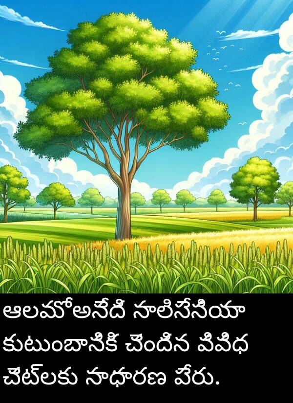 సాలిసేసియా: ఆలమో అనేది సాలిసేసియా కుటుంబానికి చెందిన వివిధ చెట్లకు సాధారణ పేరు.