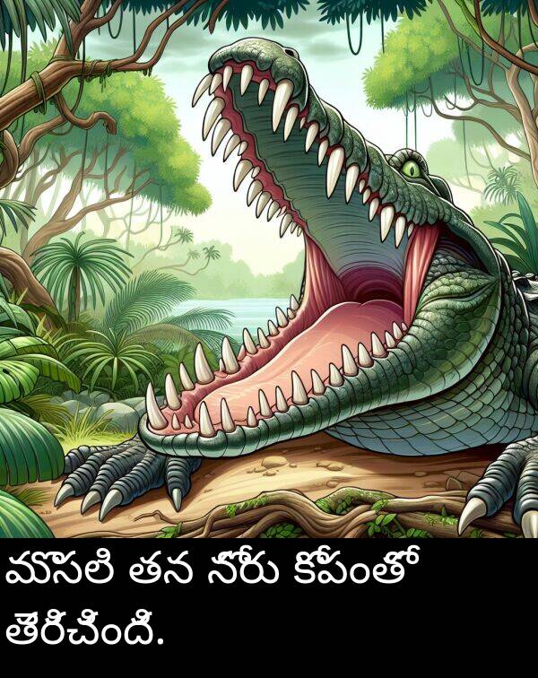 మొసలి: మొసలి తన నోరు కోపంతో తెరిచింది.