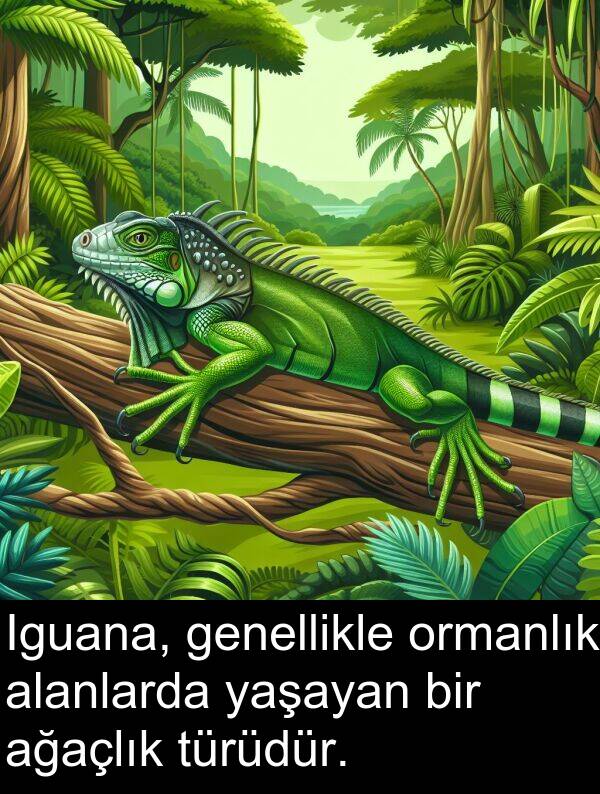 genellikle: Iguana, genellikle ormanlık alanlarda yaşayan bir ağaçlık türüdür.
