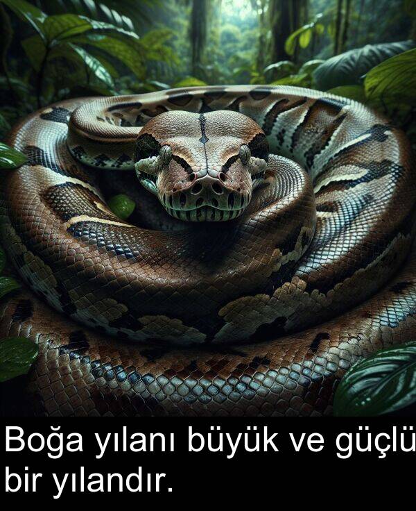 büyük: Boğa yılanı büyük ve güçlü bir yılandır.