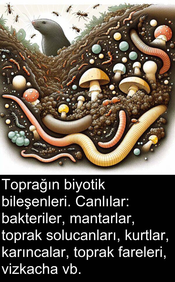 vizkacha: Toprağın biyotik bileşenleri. Canlılar: bakteriler, mantarlar, toprak solucanları, kurtlar, karıncalar, toprak fareleri, vizkacha vb.