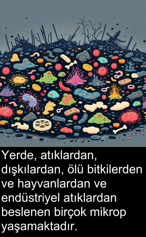 yaşamaktadır: Yerde, atıklardan, dışkılardan, ölü bitkilerden ve hayvanlardan ve endüstriyel atıklardan beslenen birçok mikrop yaşamaktadır.
