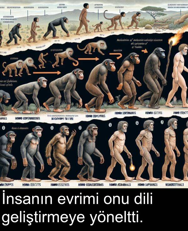 geliştirmeye: İnsanın evrimi onu dili geliştirmeye yöneltti.