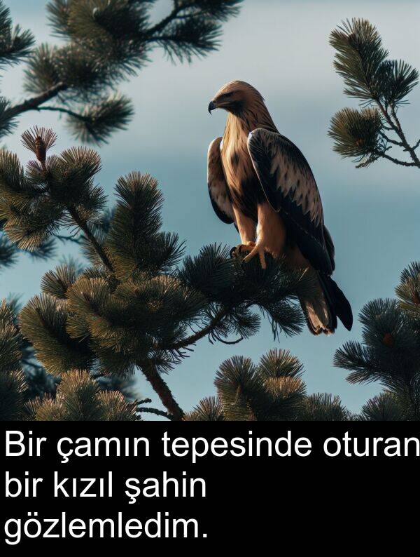 çamın: Bir çamın tepesinde oturan bir kızıl şahin gözlemledim.