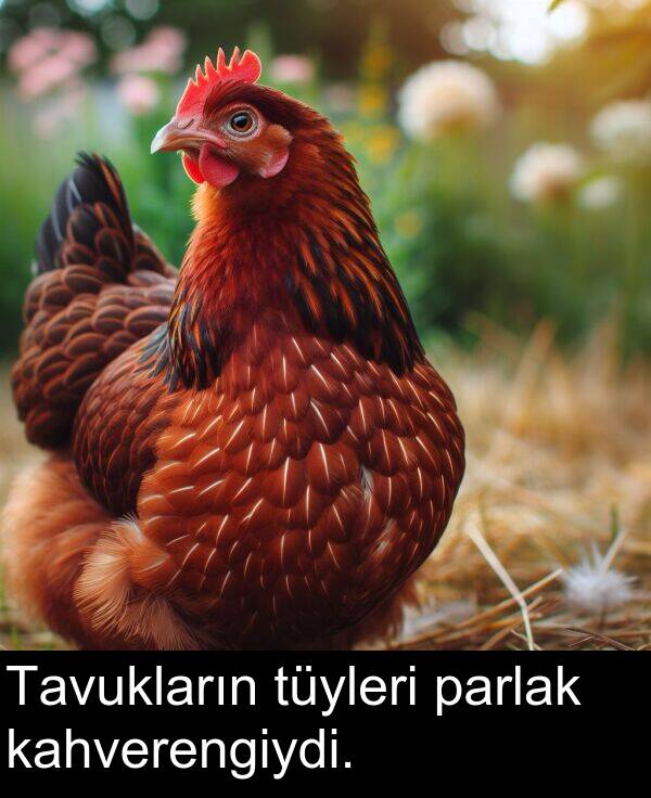 parlak: Tavukların tüyleri parlak kahverengiydi.
