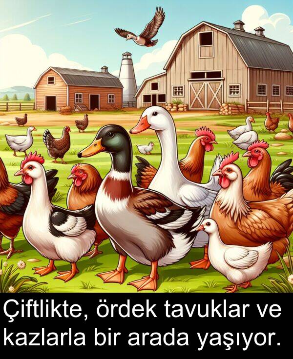 kazlarla: Çiftlikte, ördek tavuklar ve kazlarla bir arada yaşıyor.