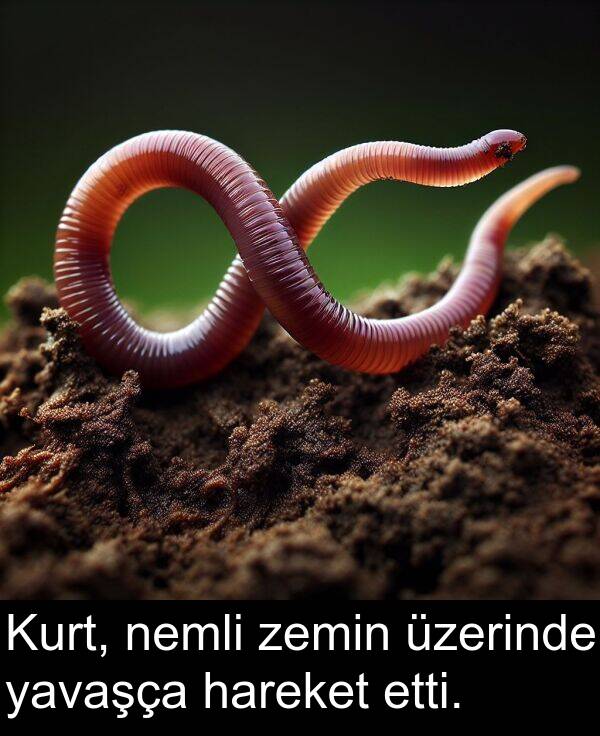 nemli: Kurt, nemli zemin üzerinde yavaşça hareket etti.