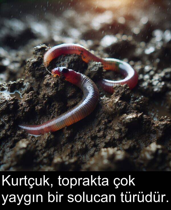 solucan: Kurtçuk, toprakta çok yaygın bir solucan türüdür.