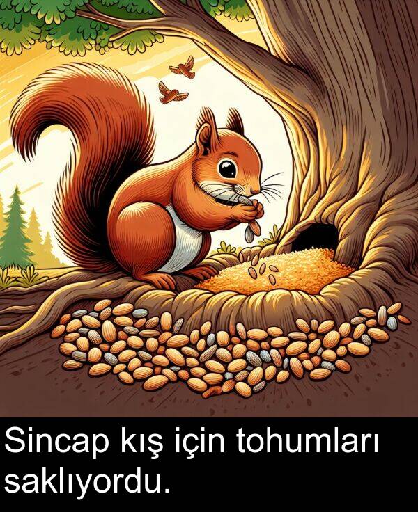 için: Sincap kış için tohumları saklıyordu.