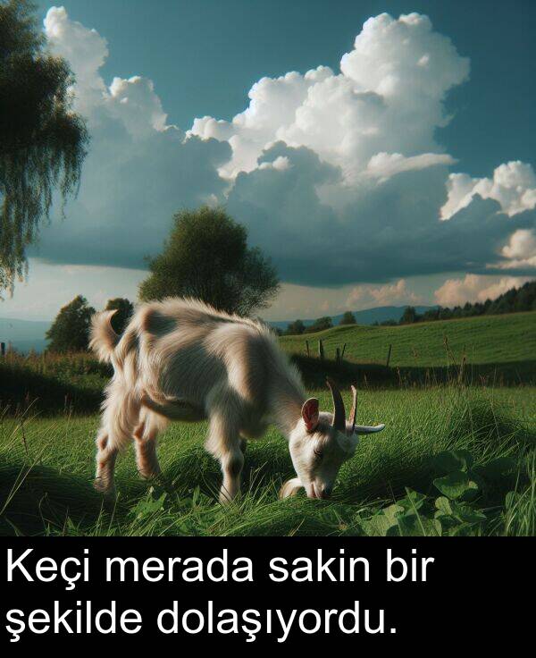 şekilde: Keçi merada sakin bir şekilde dolaşıyordu.