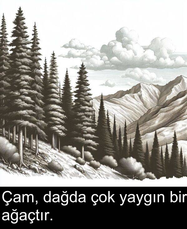 ağaçtır: Çam, dağda çok yaygın bir ağaçtır.
