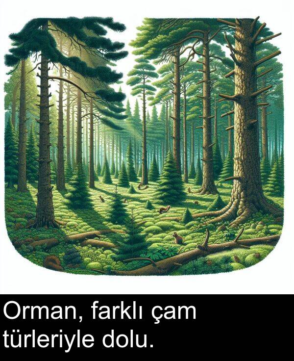çam: Orman, farklı çam türleriyle dolu.