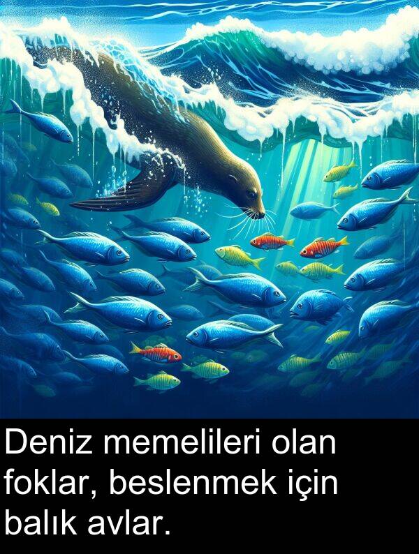 foklar: Deniz memelileri olan foklar, beslenmek için balık avlar.