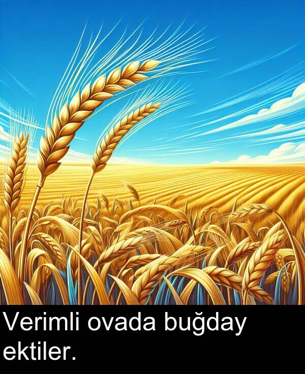 buğday: Verimli ovada buğday ektiler.