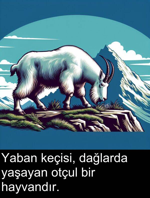 yaşayan: Yaban keçisi, dağlarda yaşayan otçul bir hayvandır.