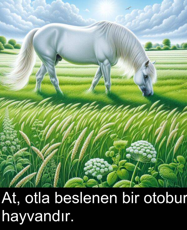 hayvandır: At, otla beslenen bir otobur hayvandır.