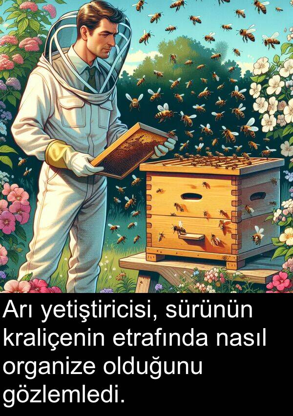 nasıl: Arı yetiştiricisi, sürünün kraliçenin etrafında nasıl organize olduğunu gözlemledi.