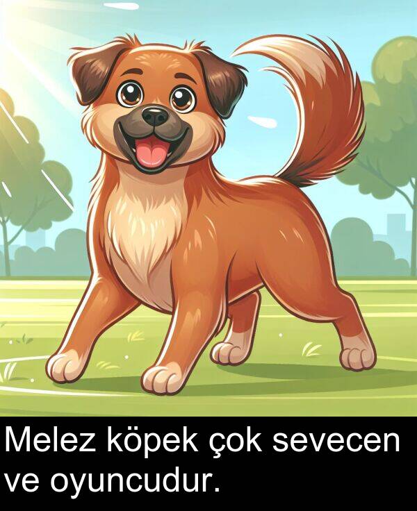 oyuncudur: Melez köpek çok sevecen ve oyuncudur.