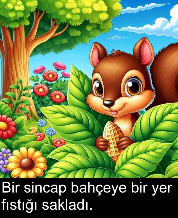 sakladı: Bir sincap bahçeye bir yer fıstığı sakladı.