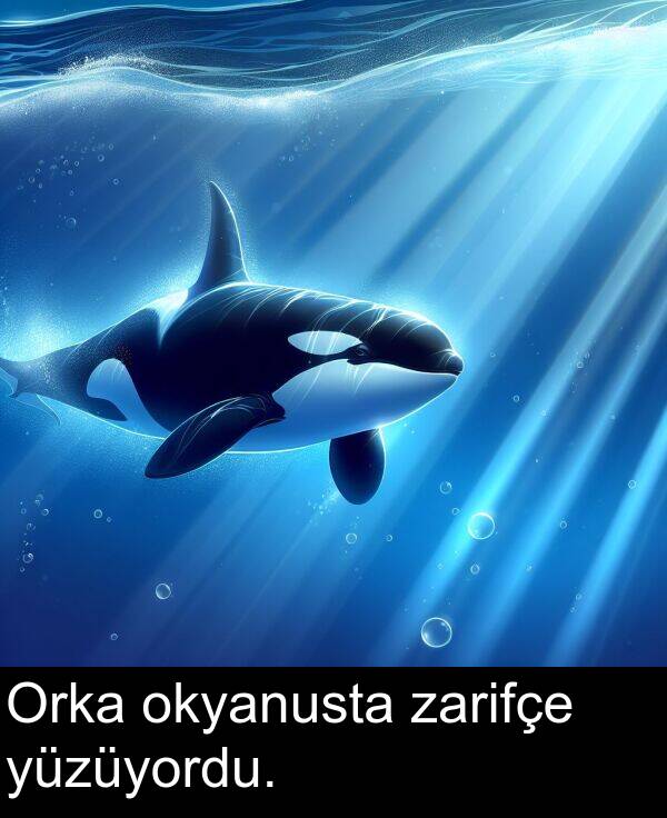 zarifçe: Orka okyanusta zarifçe yüzüyordu.