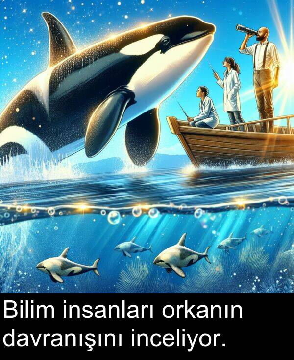 insanları: Bilim insanları orkanın davranışını inceliyor.