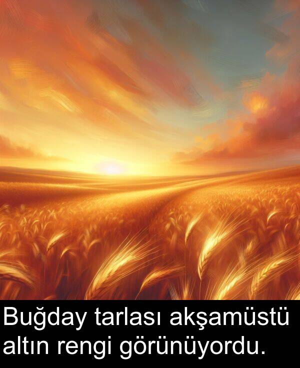 akşamüstü: Buğday tarlası akşamüstü altın rengi görünüyordu.