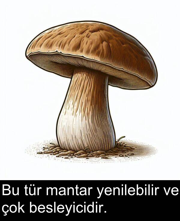 besleyicidir: Bu tür mantar yenilebilir ve çok besleyicidir.