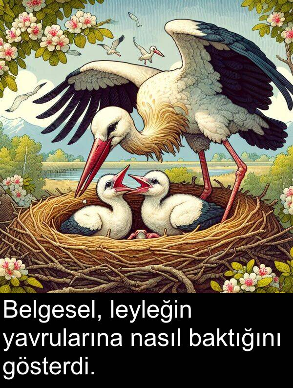nasıl: Belgesel, leyleğin yavrularına nasıl baktığını gösterdi.