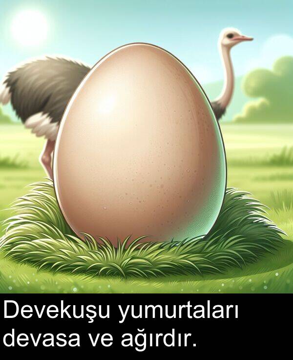 ağırdır: Devekuşu yumurtaları devasa ve ağırdır.