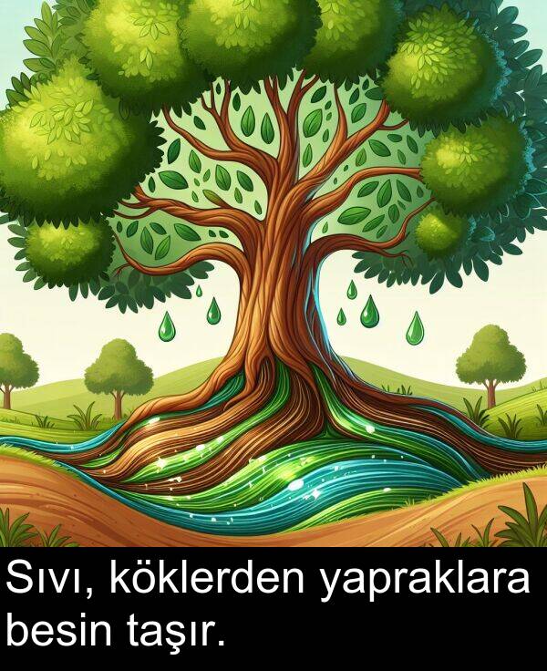 yapraklara: Sıvı, köklerden yapraklara besin taşır.