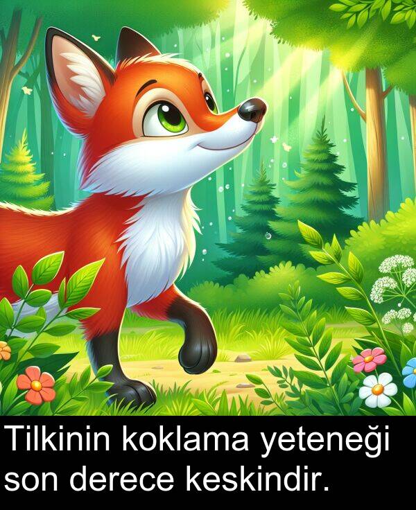 keskindir: Tilkinin koklama yeteneği son derece keskindir.