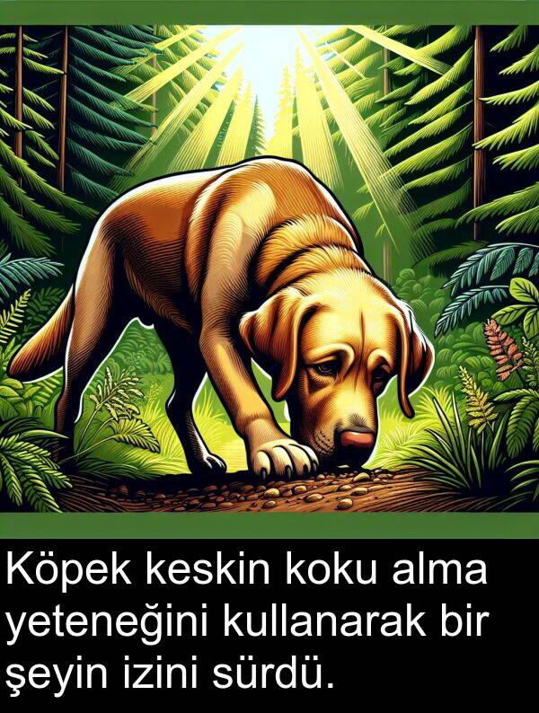 izini: Köpek keskin koku alma yeteneğini kullanarak bir şeyin izini sürdü.