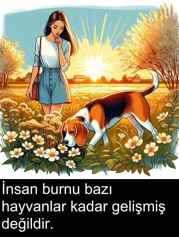 gelişmiş: İnsan burnu bazı hayvanlar kadar gelişmiş değildir.