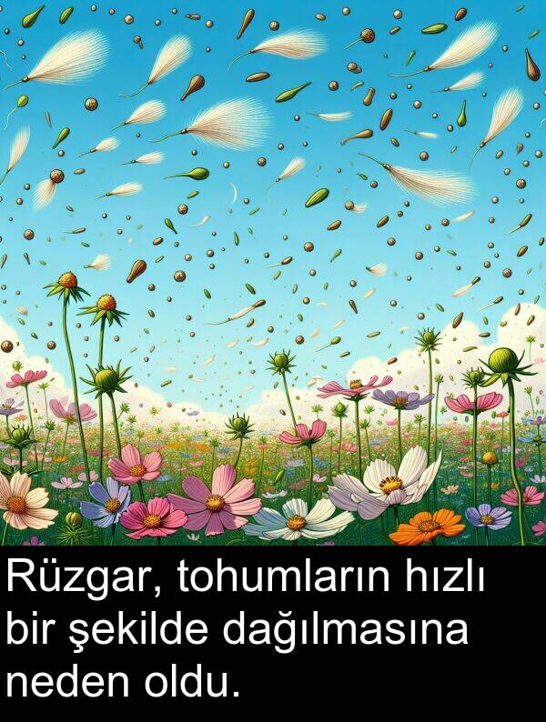 neden: Rüzgar, tohumların hızlı bir şekilde dağılmasına neden oldu.