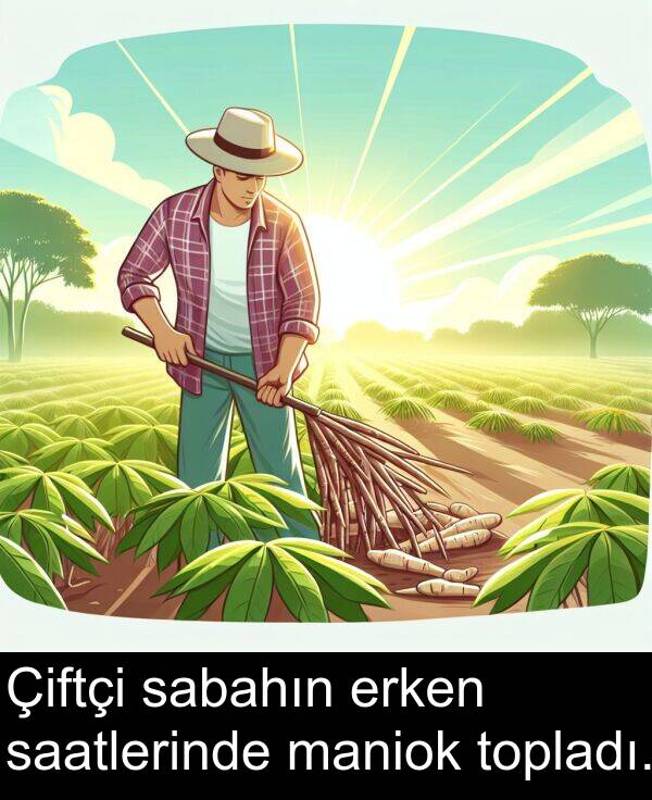 sabahın: Çiftçi sabahın erken saatlerinde maniok topladı.