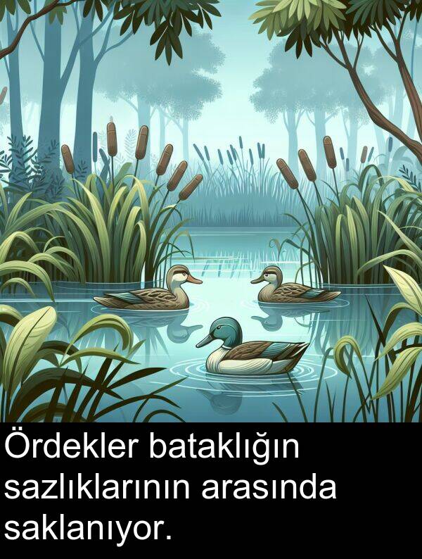 saklanıyor: Ördekler bataklığın sazlıklarının arasında saklanıyor.