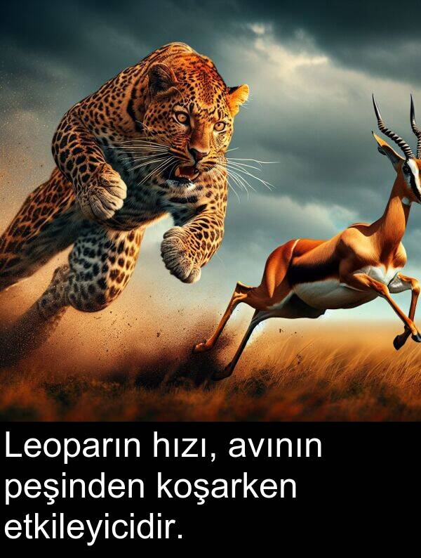 avının: Leoparın hızı, avının peşinden koşarken etkileyicidir.