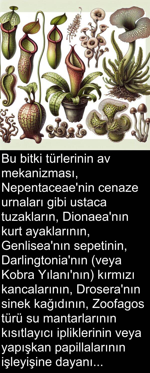 ustaca: Bu bitki türlerinin av mekanizması, Nepentaceae'nin cenaze urnaları gibi ustaca tuzakların, Dionaea'nın kurt ayaklarının, Genlisea'nın sepetinin, Darlingtonia'nın (veya Kobra Yılanı'nın) kırmızı kancalarının, Drosera'nın sinek kağıdının, Zoofagos türü su mantarlarının kısıtlayıcı ipliklerinin veya yapışkan papillalarının işleyişine dayanır.
