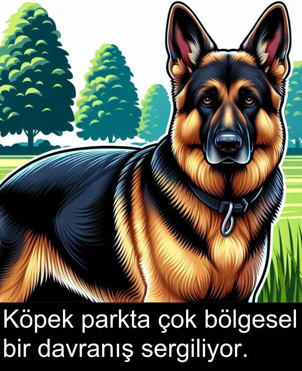 parkta: Köpek parkta çok bölgesel bir davranış sergiliyor.