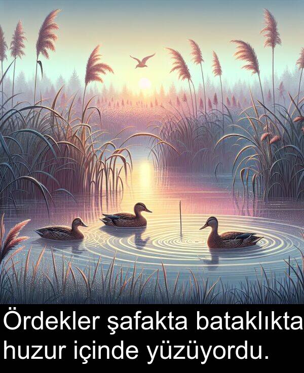 içinde: Ördekler şafakta bataklıkta huzur içinde yüzüyordu.