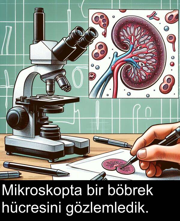 böbrek: Mikroskopta bir böbrek hücresini gözlemledik.
