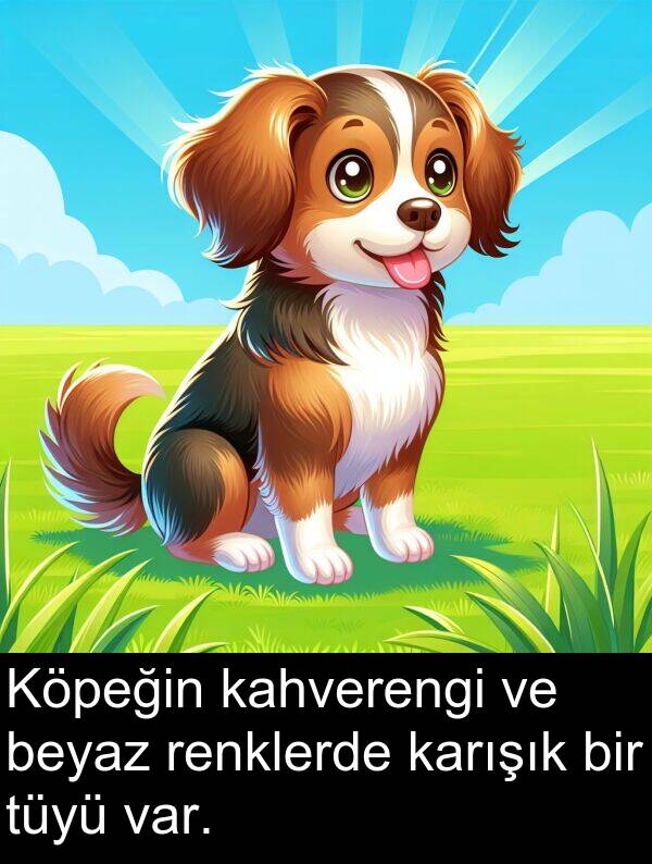 kahverengi: Köpeğin kahverengi ve beyaz renklerde karışık bir tüyü var.