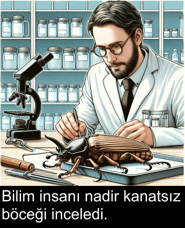 nadir: Bilim insanı nadir kanatsız böceği inceledi.