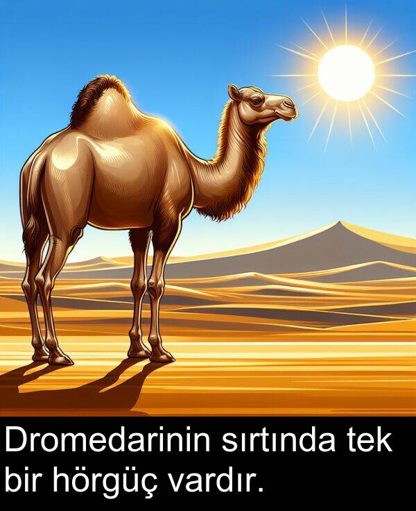 vardır: Dromedarinin sırtında tek bir hörgüç vardır.